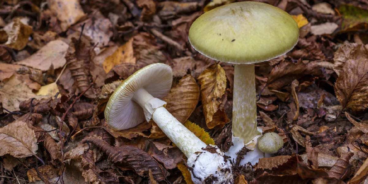 yesil-toadstol-mantari-1