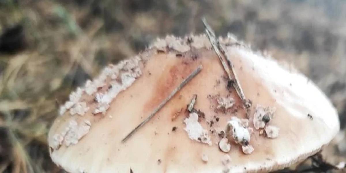 yesil-toadstol-mantari-2