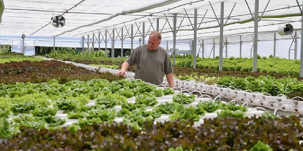 mugla-gocekte-topraksiz-tarim-1