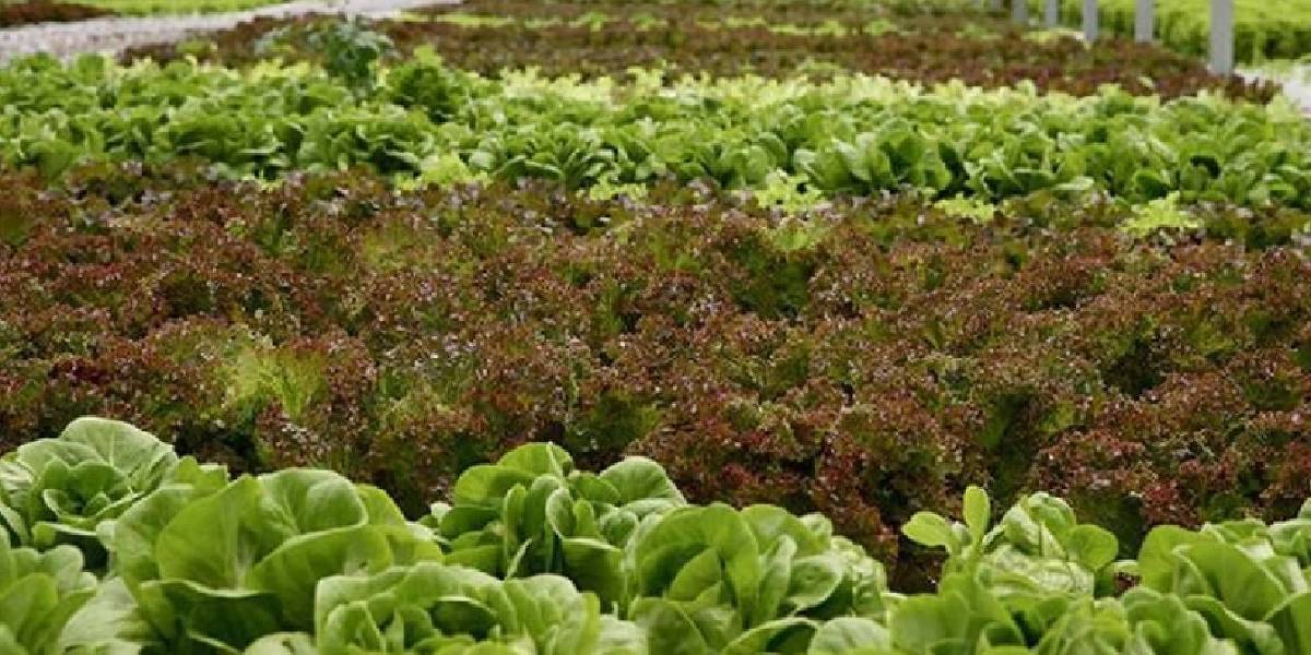 mugla-gocekte-topraksiz-tarim-3