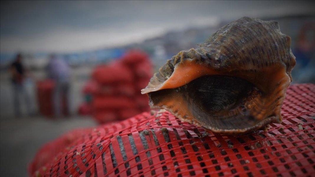 turkiye-yemiyor-dunya-kapis-kapis-aliyor-milyon-dolarlik-ihracat-geldi-1