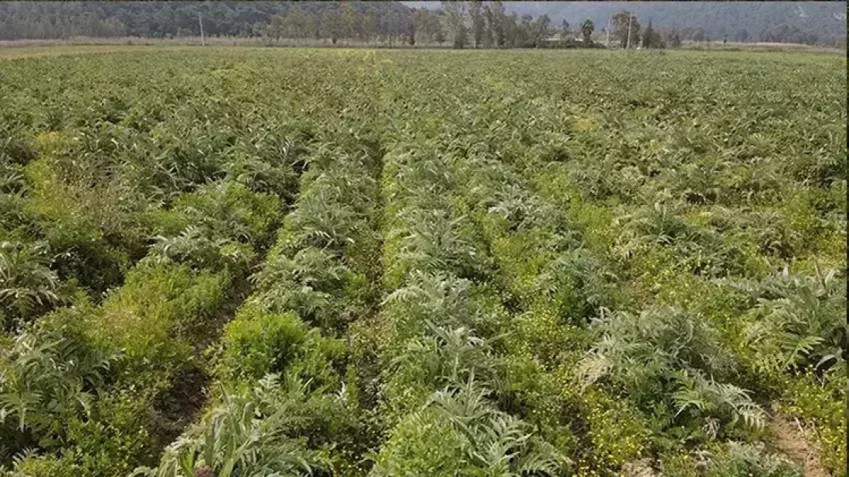 resim-2025-07-21-162157134