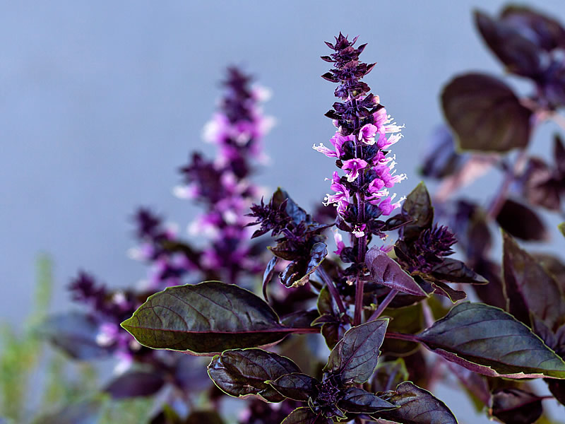 reyhan-cayi-ne-ise-yarar-nasil-demlenir-zayiflatir-mi