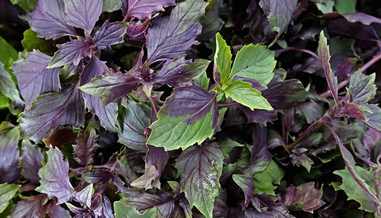 reyhan-nedir-faydalari-nelerdir