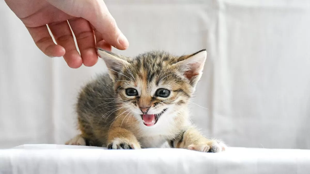 what-cat-meow-means-1200x675