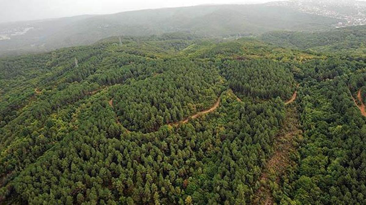 66c6ea974d4988deddc100c8