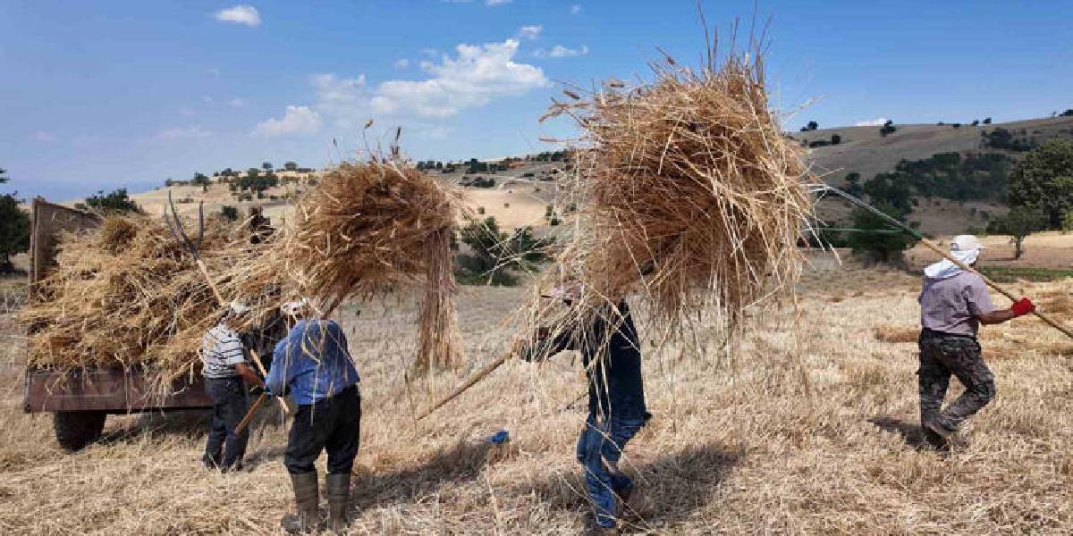 manisa-demircide-hasat-1