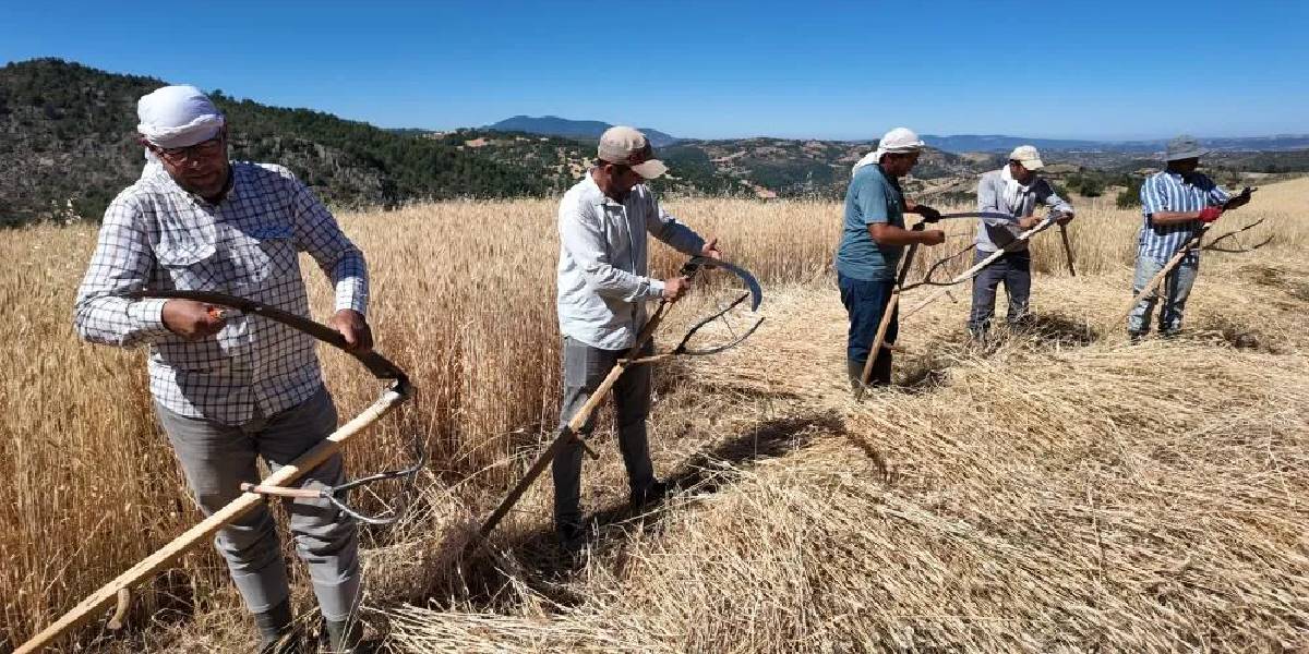 manisa-demircide-hasat-2