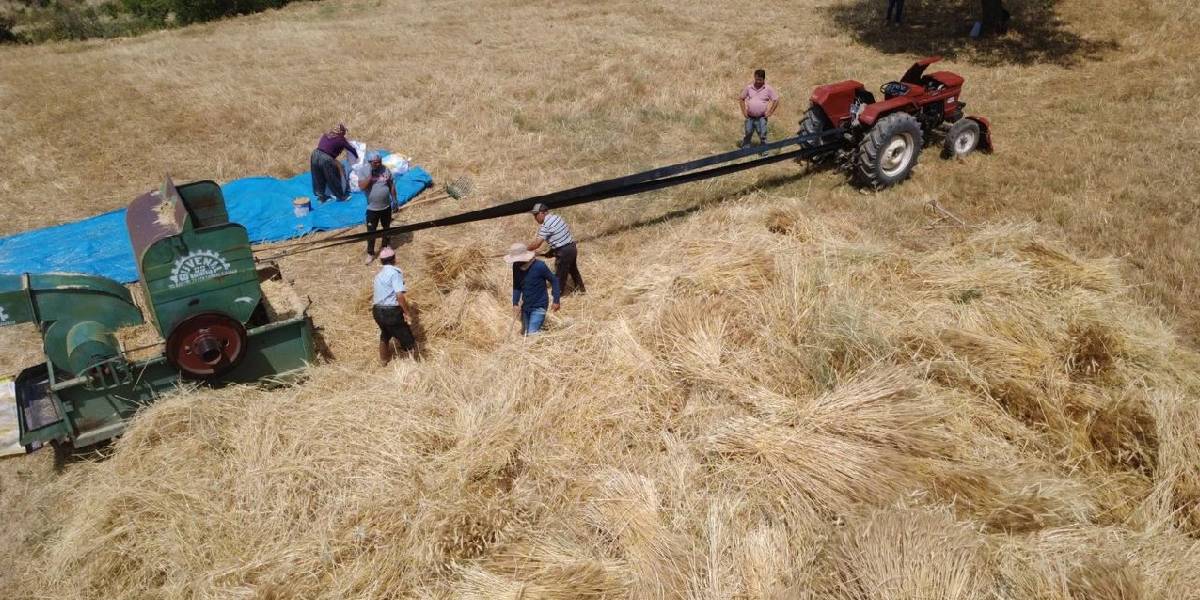 manisa-demircide-hasat-3