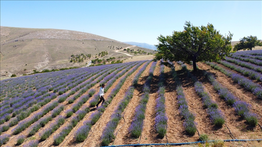 thumbs-b-c-b90692bedecf5094f7ed39a7e8f9005a-001