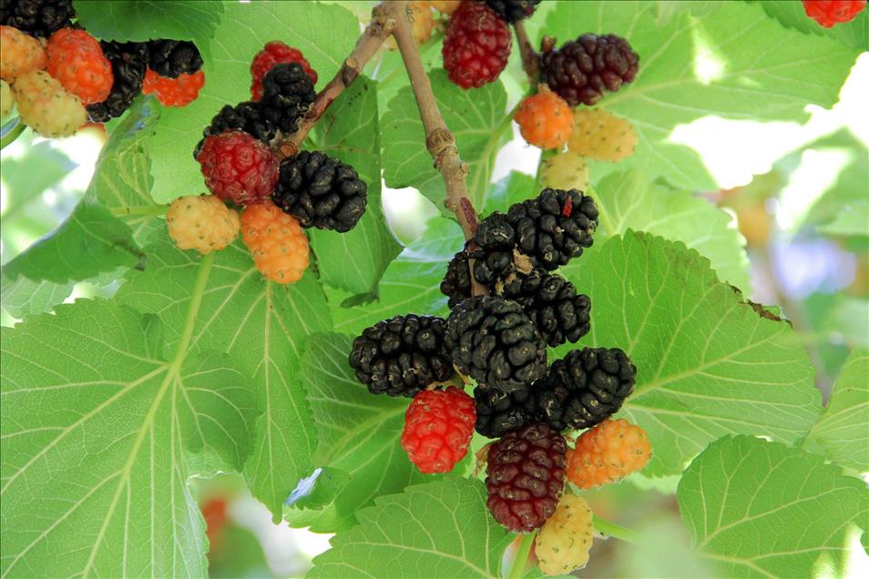 thumbs-b2-bddfa291f9bd6acd6f58635f81da2aa3