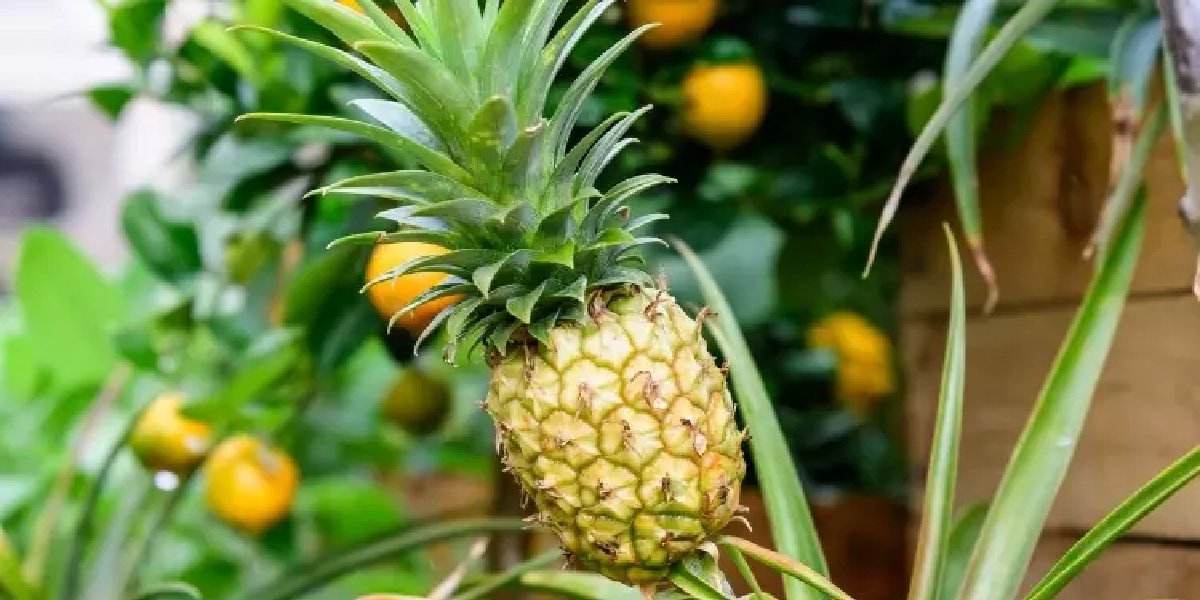 ananas