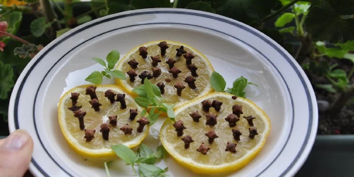 limon-karanfil-sivrisinek.jpg