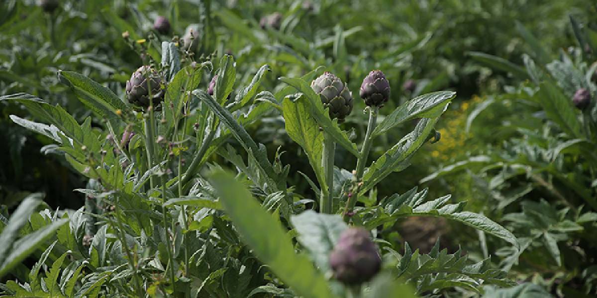 muglada-enginar-uretimi-2