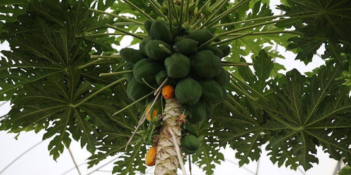 papaya-1.jpg