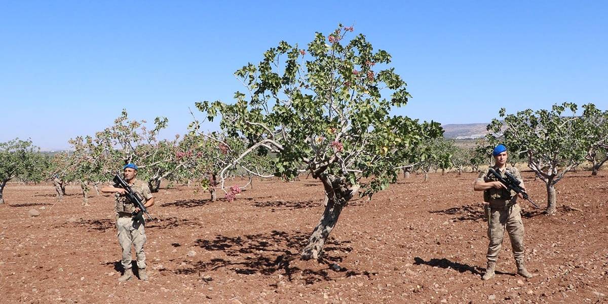 kiliste-antep-fistigi-2.jpg