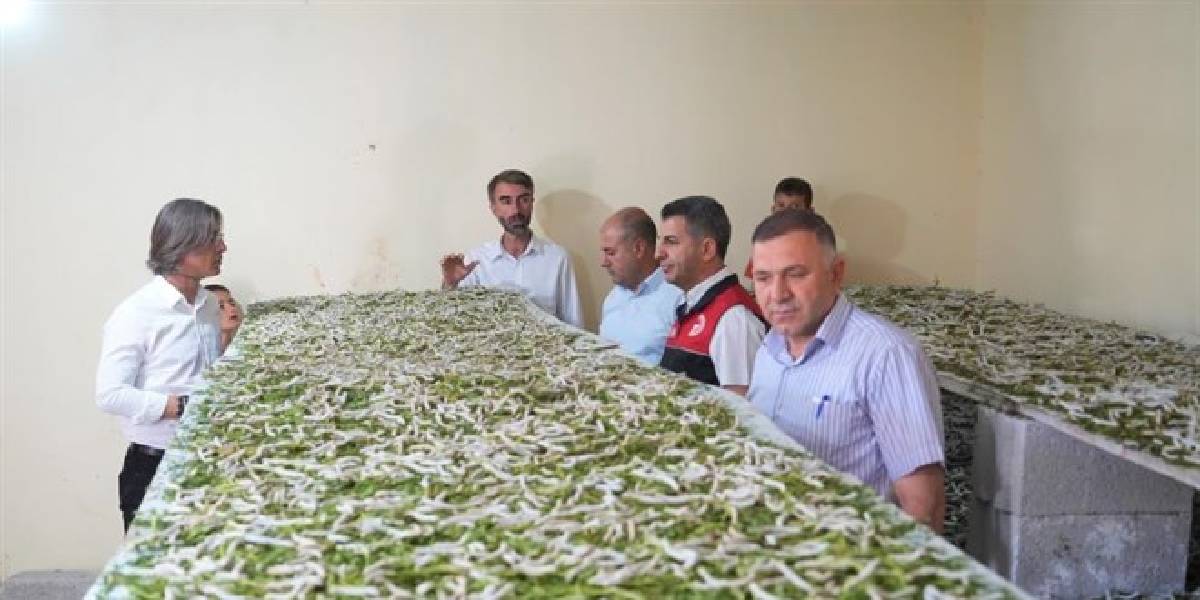 musta-ipek-bocegi-yetistiren-1.jpg