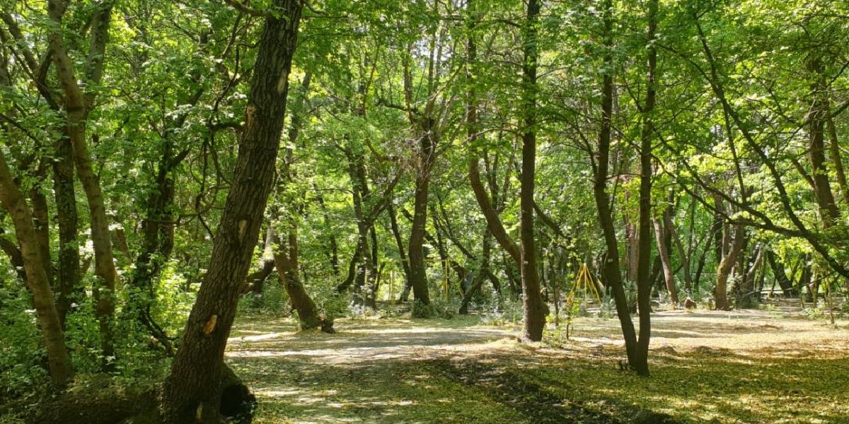 yalova-orman-yasak-001