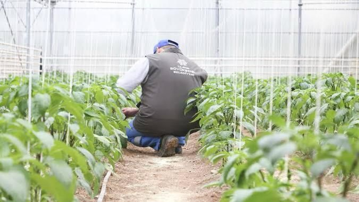 resim-2025-07-27-021616501