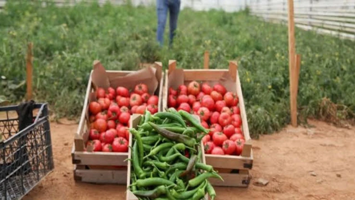 resim-2025-07-27-021631423