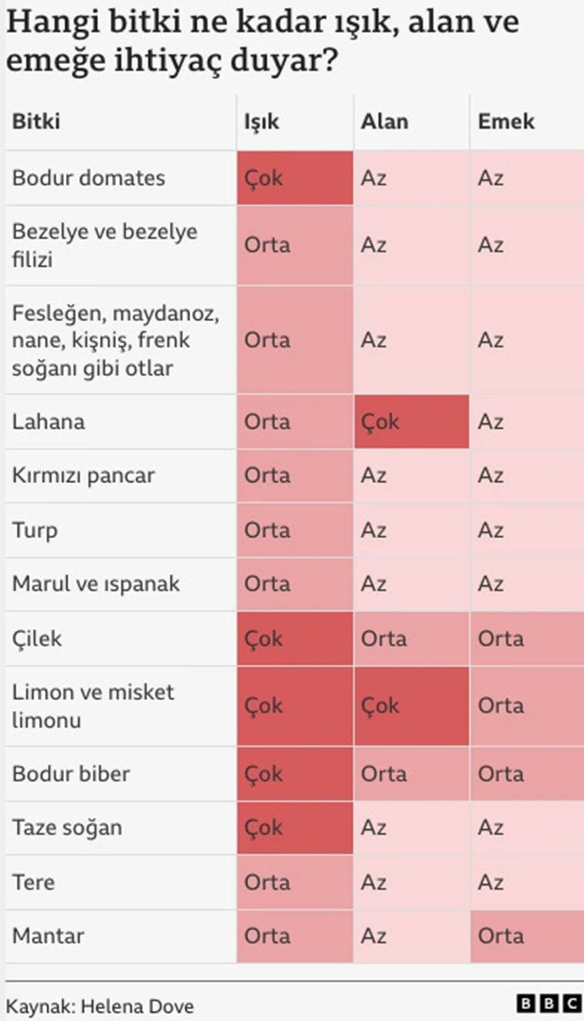 evde-hangi-meyve-sebze-yetistirilir