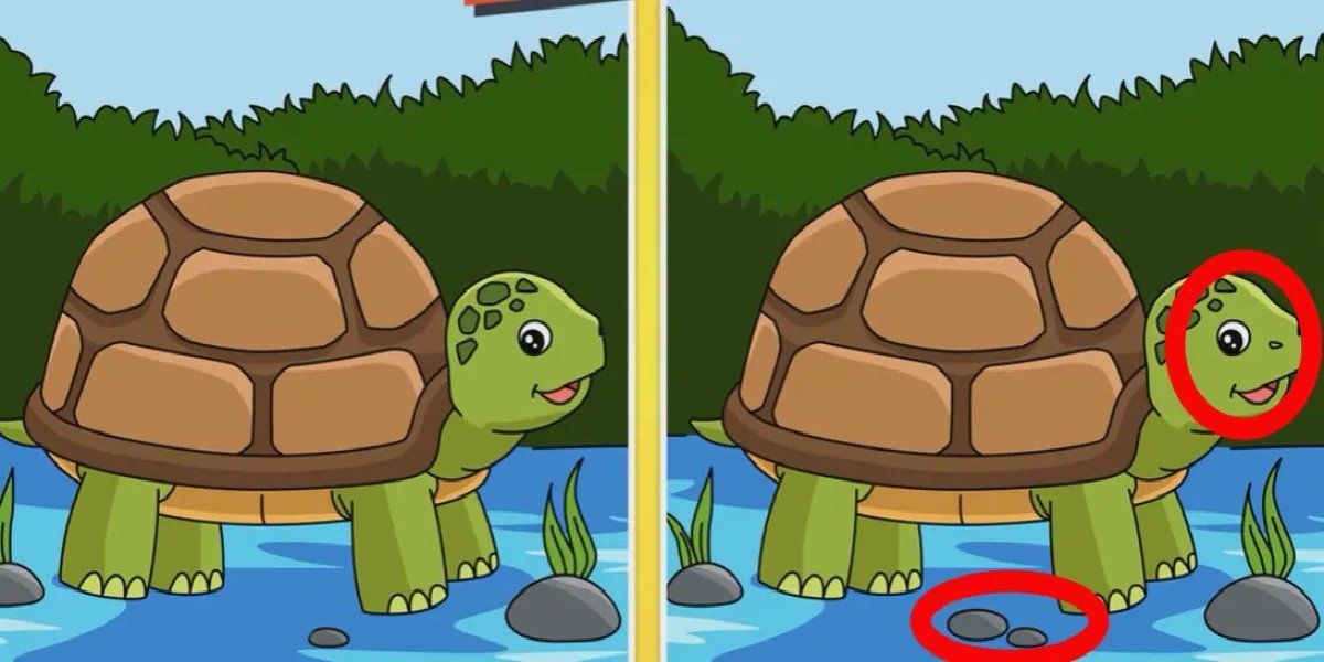 kaplumbaga-test-yanir