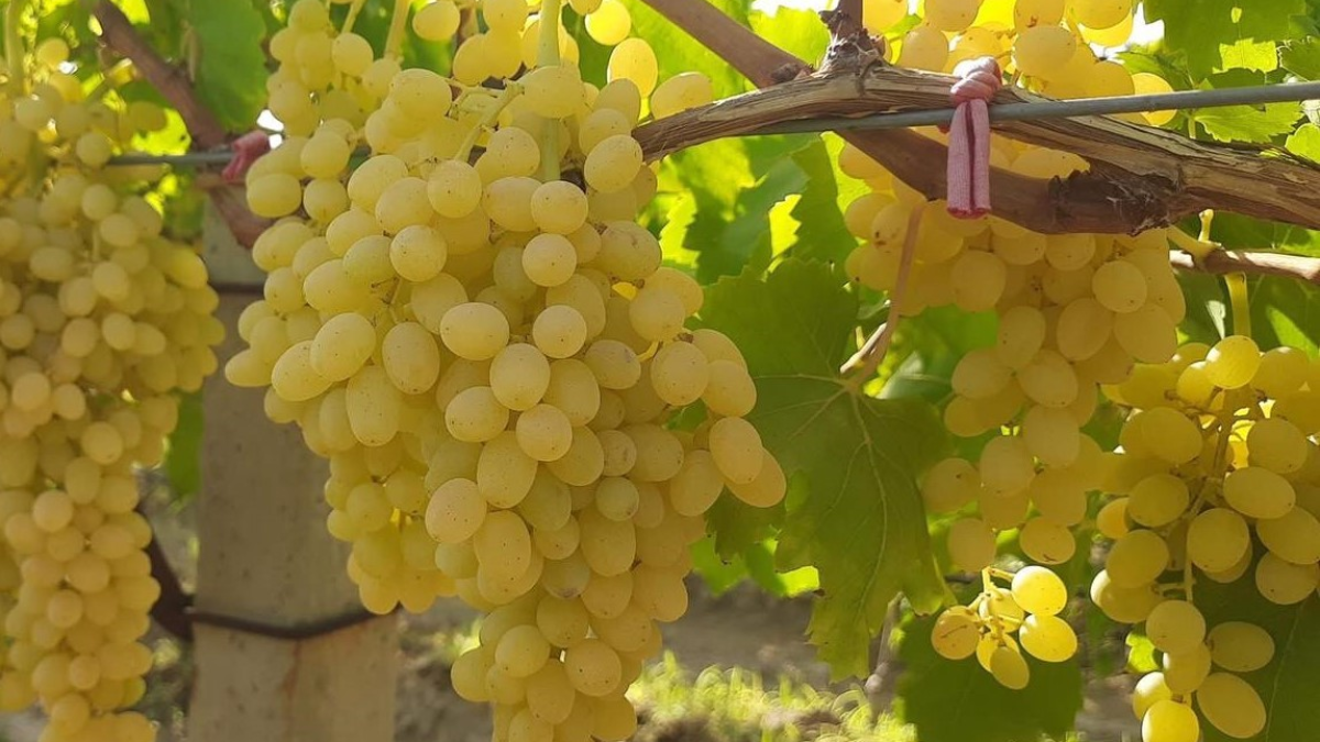 resim-2025-07-29-190348883