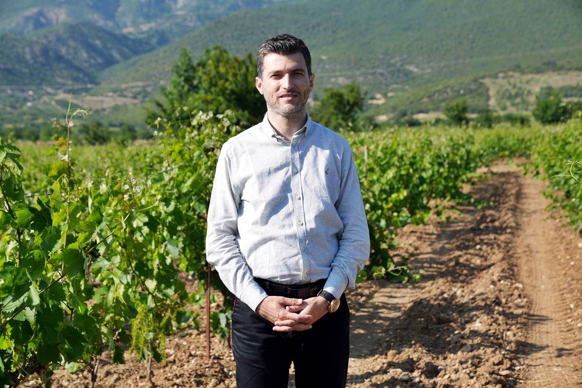 tokat-erbaa-narince-bag-yapragi-1