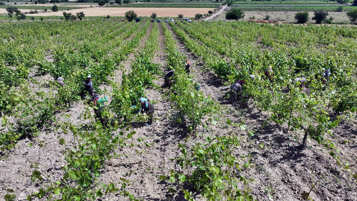 tokat-erbaa-narince-bag-yapragi-2