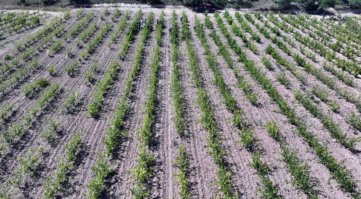 tokat-erbaa-narince-bag-yapragi-3