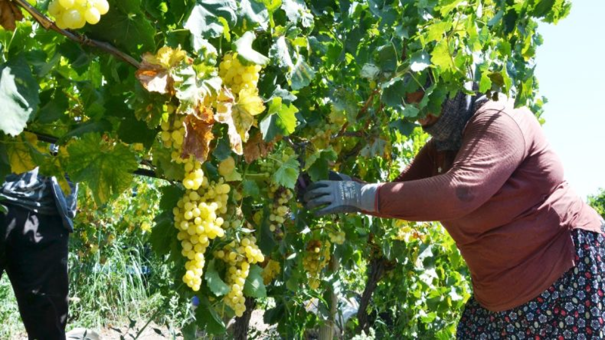 resim-2025-07-30-151132417