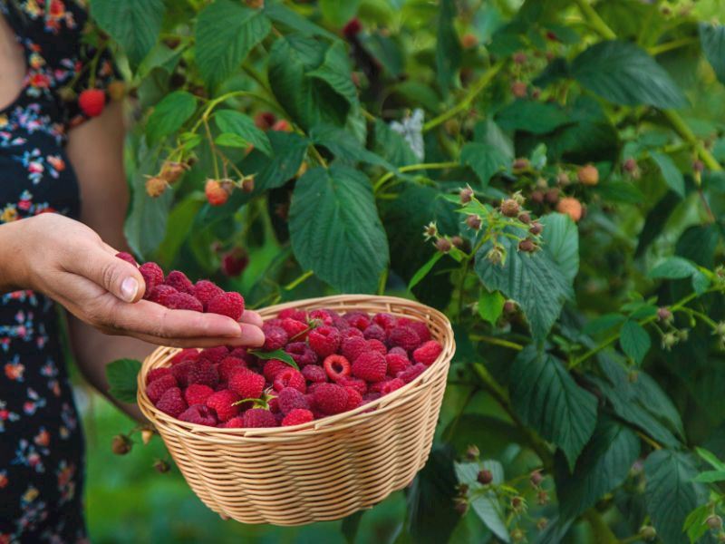 evde-bahcede-ahududu-nasil-yetistirilir-50d327ac-c1d7-4ea8-bb9a-f216c0f011b1