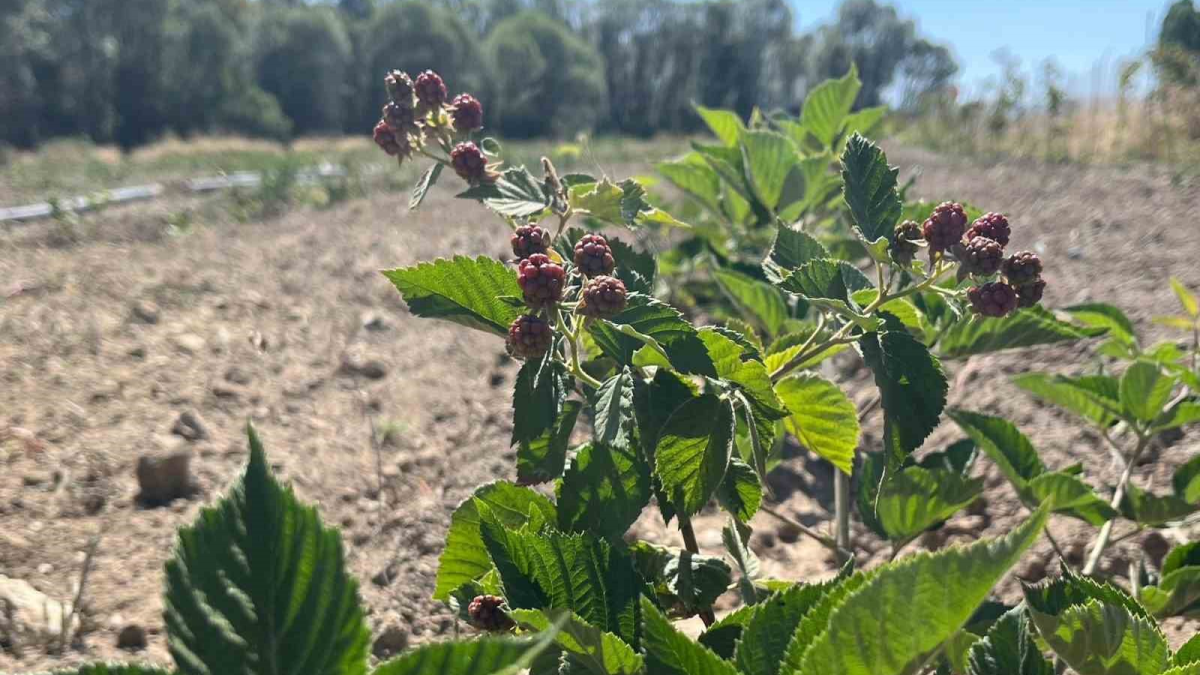 resim-2025-07-31-114349979