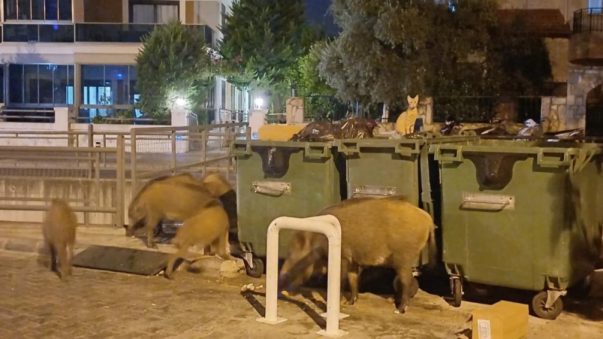 resim-2025-07-31-124528741