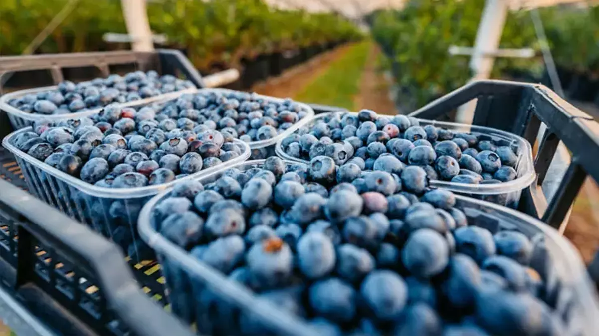 resim-2025-08-01-141744434