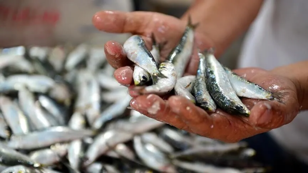 resim-2025-08-02-012430253