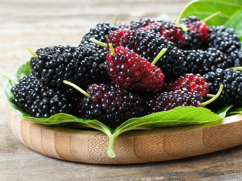 dut-hangi-mevsimde-yetisir-bs64-11062d79-1c5e-4f20-a5b0-5b3b73570abd