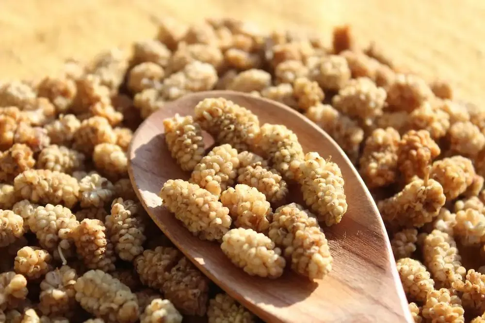 dutkurusu1-11bba3999c