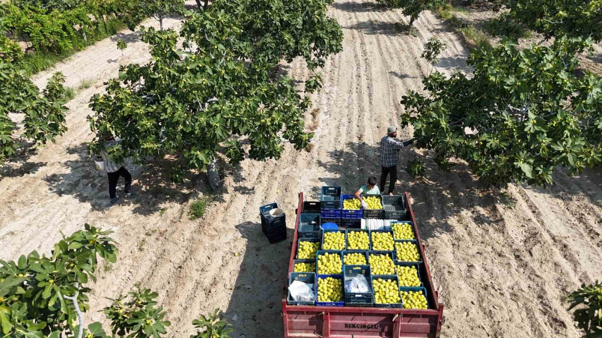 resim-2025-08-04-020447078