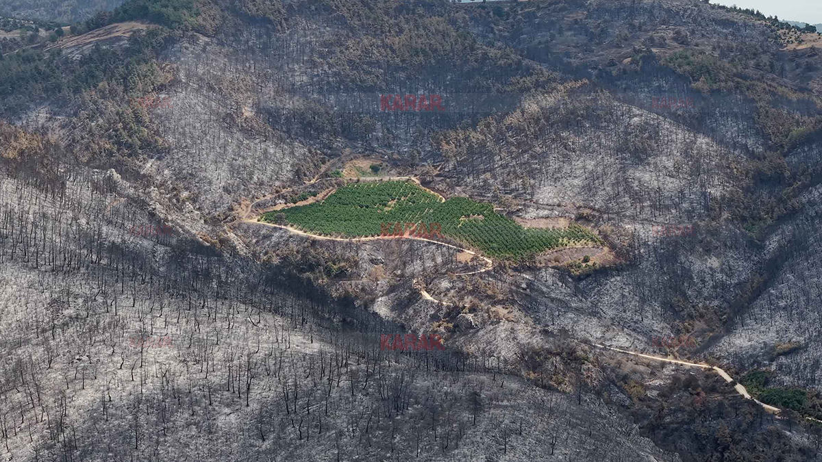 alj-turkiye-toyota-lexus-byd-agac