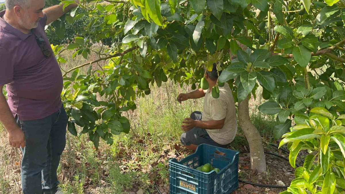 resim-2025-08-05-031143480