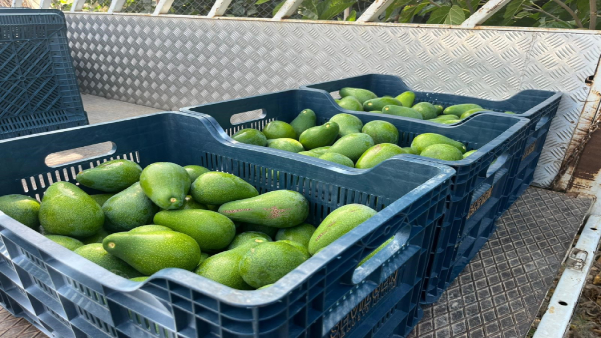 resim-2025-08-05-031159440