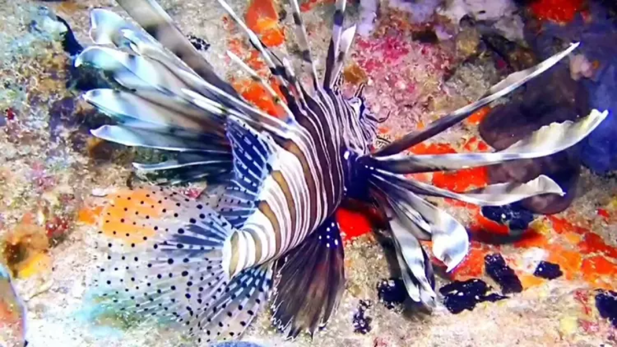 resim-2025-08-06-003401486