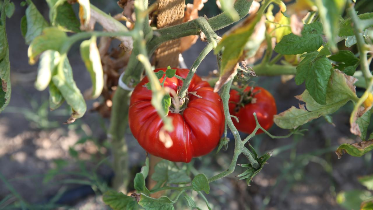 resim-2025-08-07-014922464