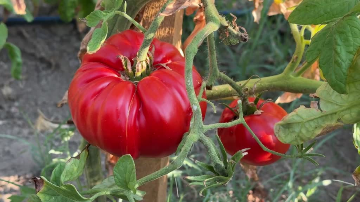 resim-2025-08-07-014938565