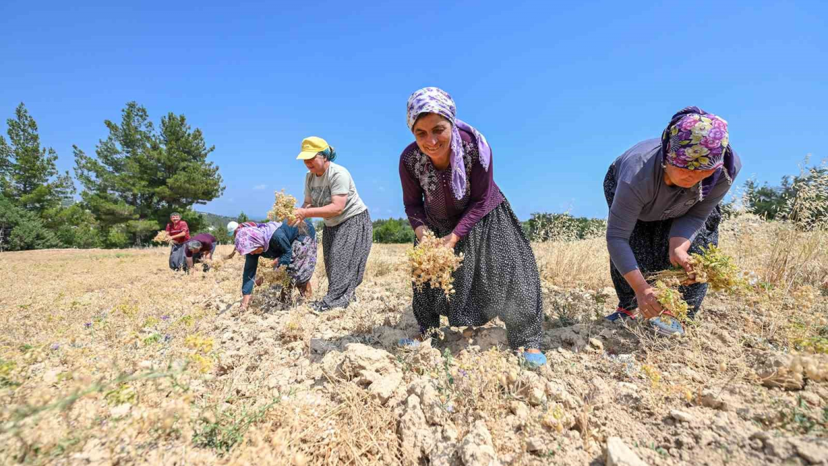 resim-2025-08-07-121444914