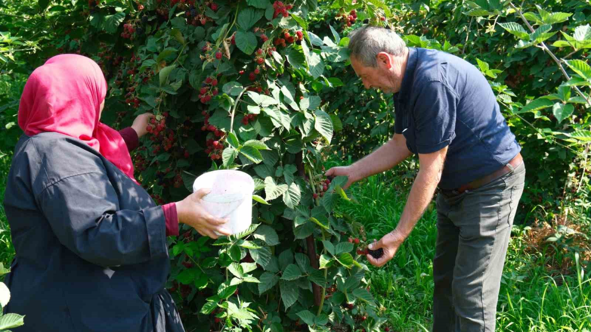 resim-2025-08-07-124034850