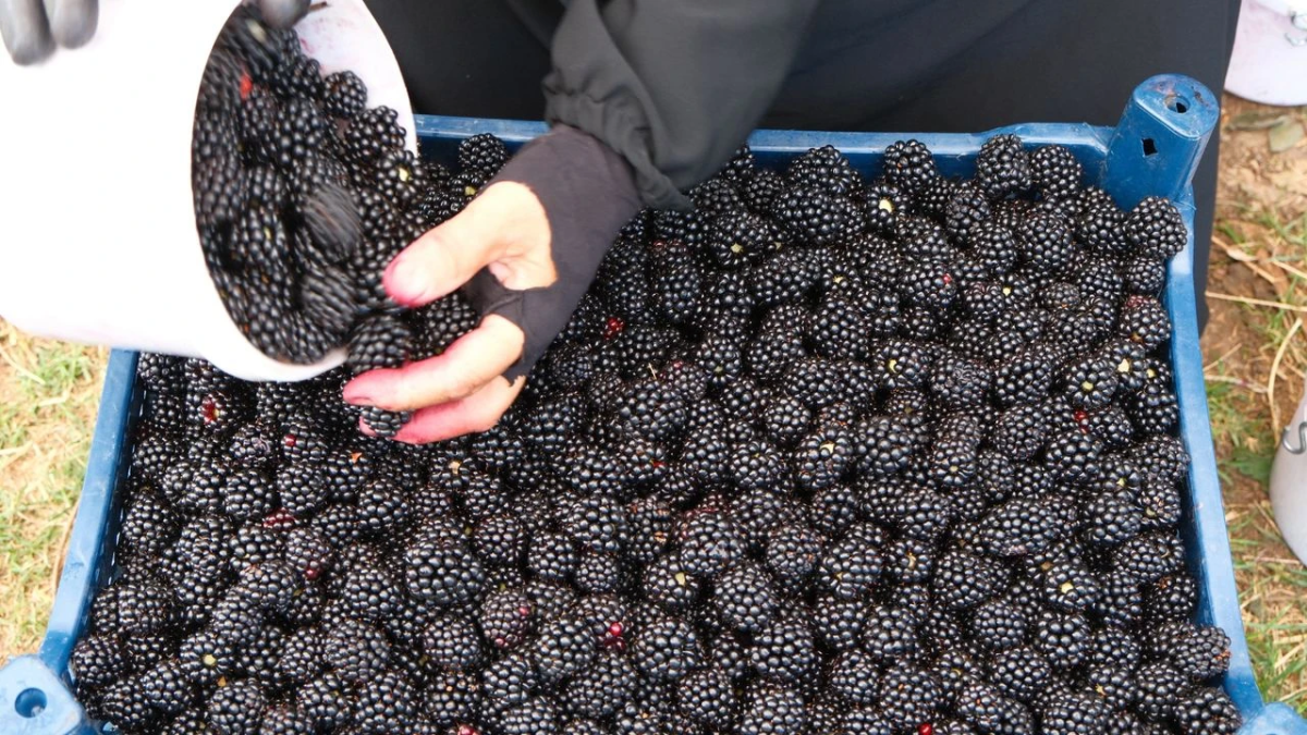 resim-2025-08-07-124105080