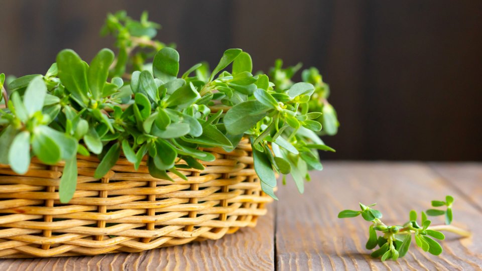 semizotu-faydalari-buyuk-anadolu-hastanesi