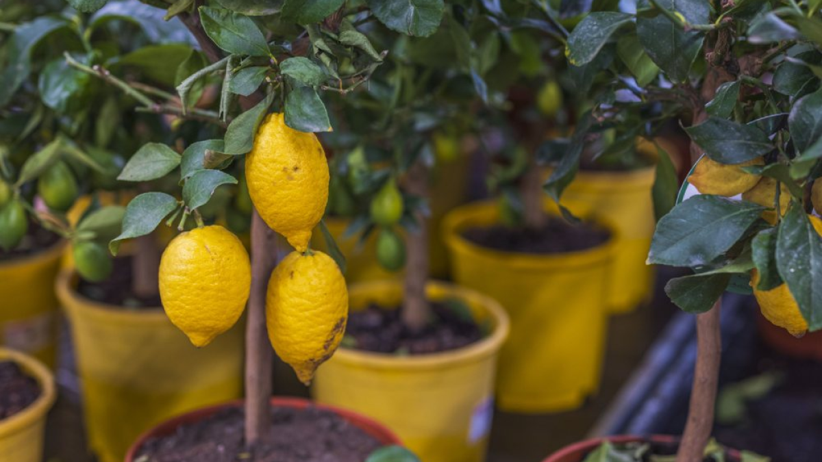 resim-2025-08-08-030322954